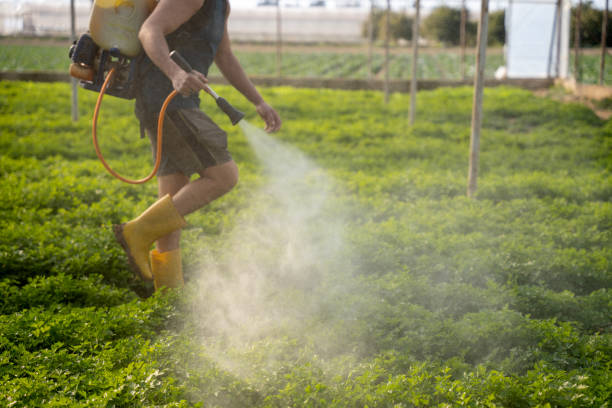 Best Pest Removal Services  in White City, FL