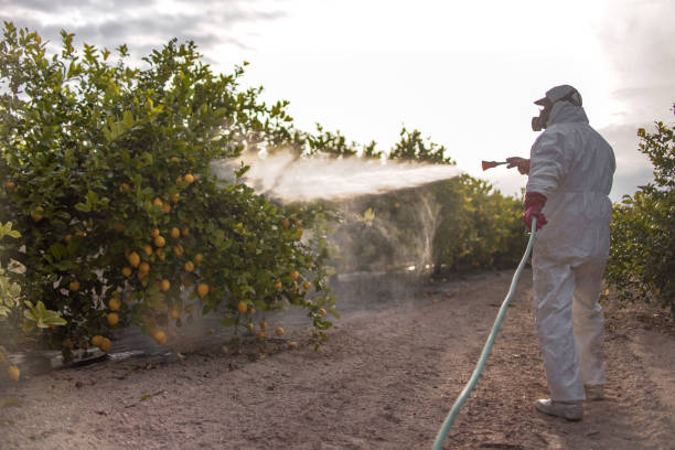 Best Insect Control  in White City, FL