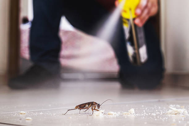 Best Spider Control Near Me  in White City, FL