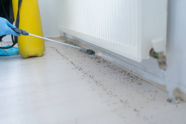 Trusted White City, FL Pest Control Experts